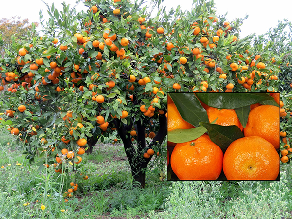 Klemantin Mandalina